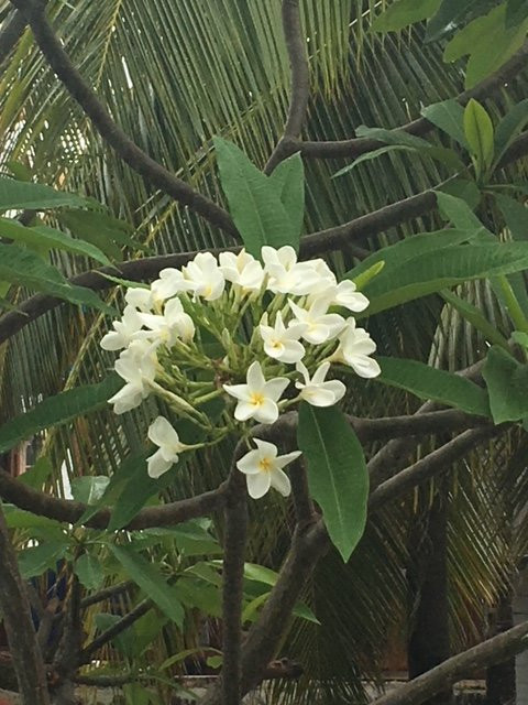 Hotel Pelicano主图