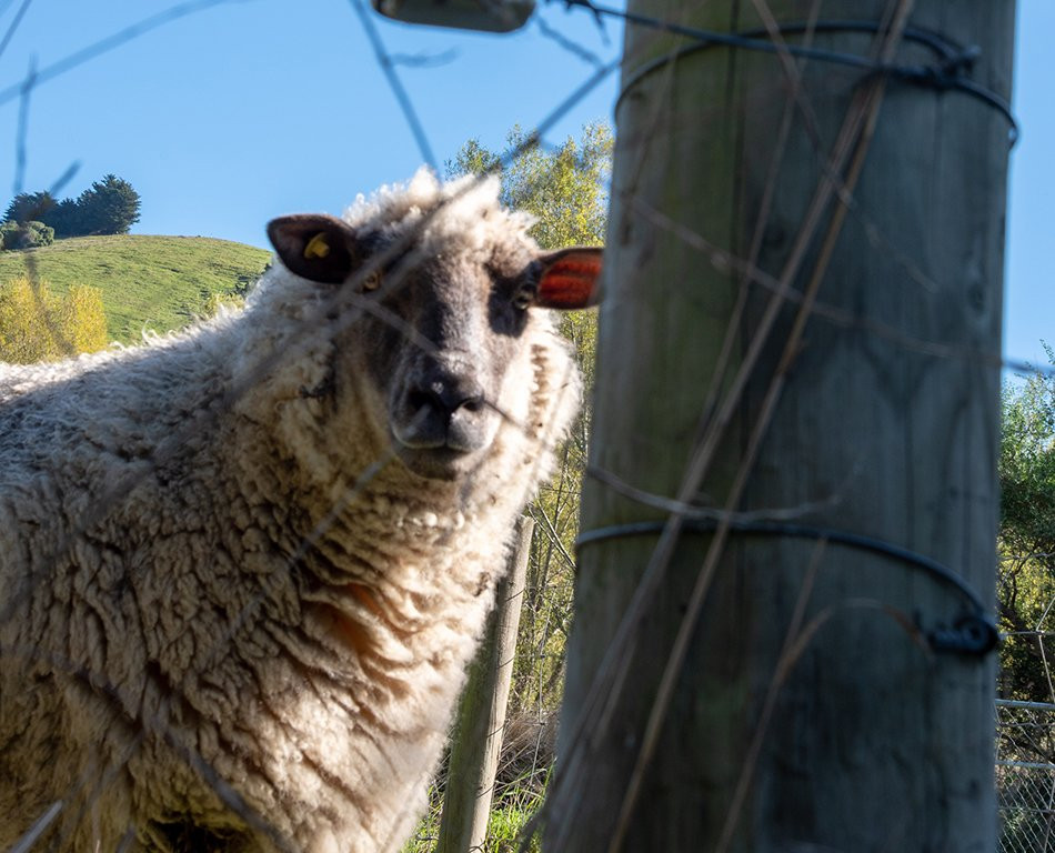 Pigeon Bay酒店住宿-Twin Gullies B&B