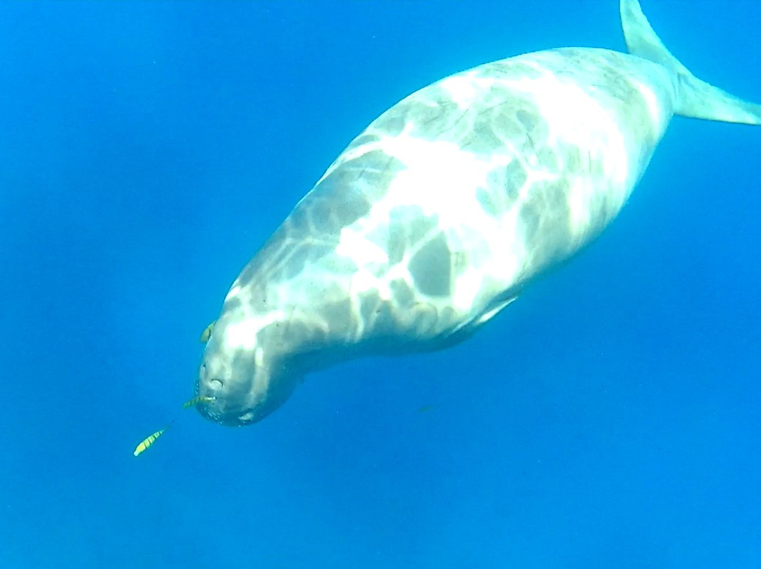 Deep Dark Safari-Port Ghalib必去景点