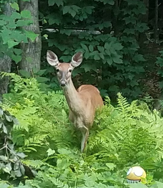 Pigeon Creek Inn主图