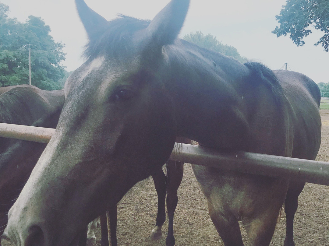Dubrovka Horse Ranch-Dubrovka必去景点