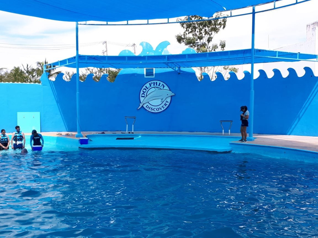 Dolphin Discovery Puerto Vallarta-新瓦雅塔必去景点