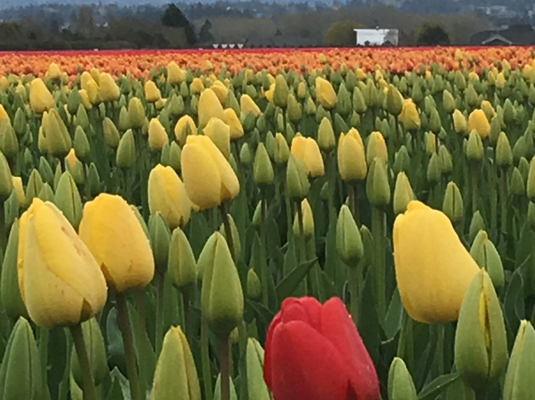 Skagit Valley Tulip Festival景点图片