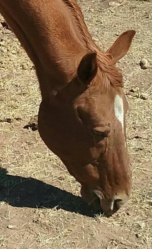 Spencers Rocken Horses-Heber必去景点