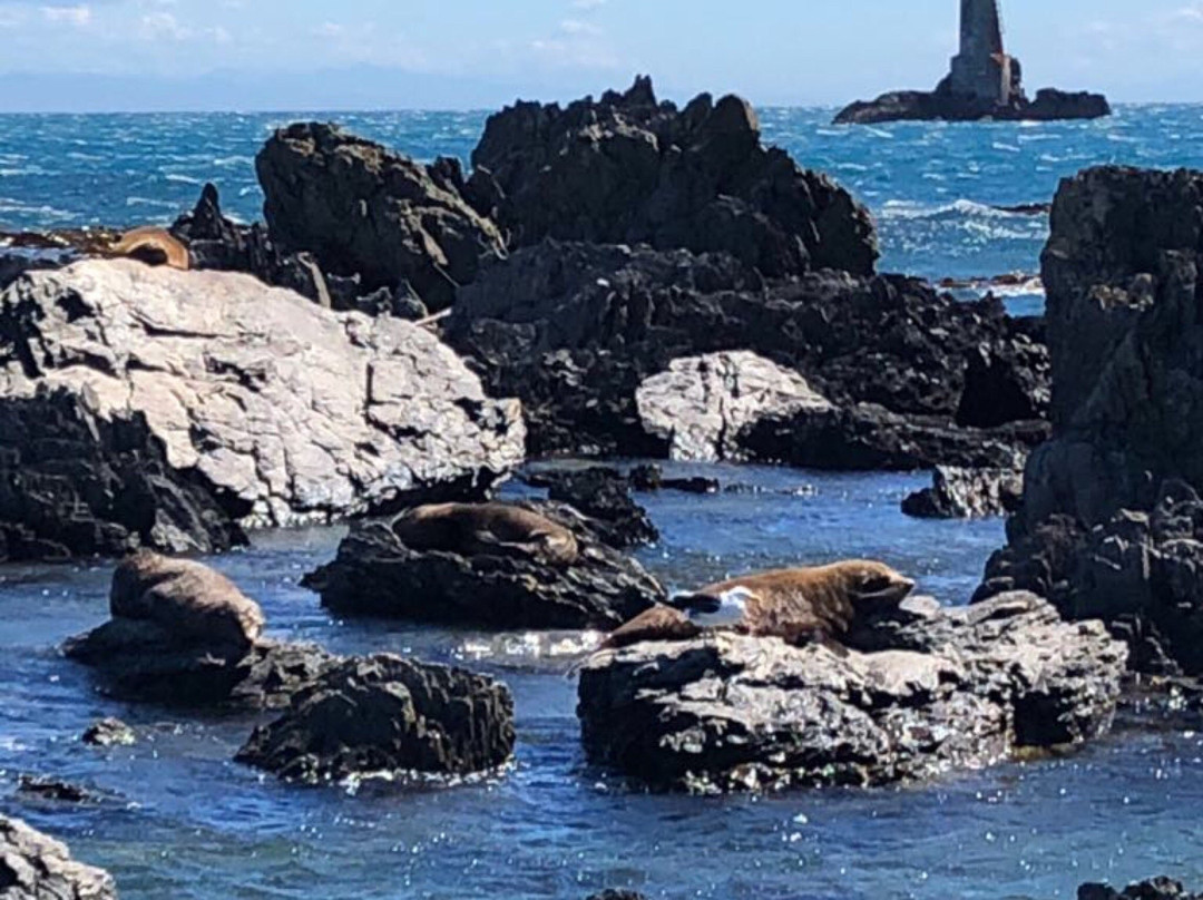 Seal Coast Safari景点图片