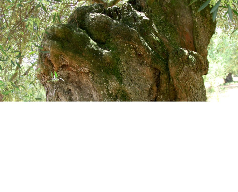 Azienda Zacheo - Oleovinicola GIZ s.r.l.-Carpignano Salentino必去景点