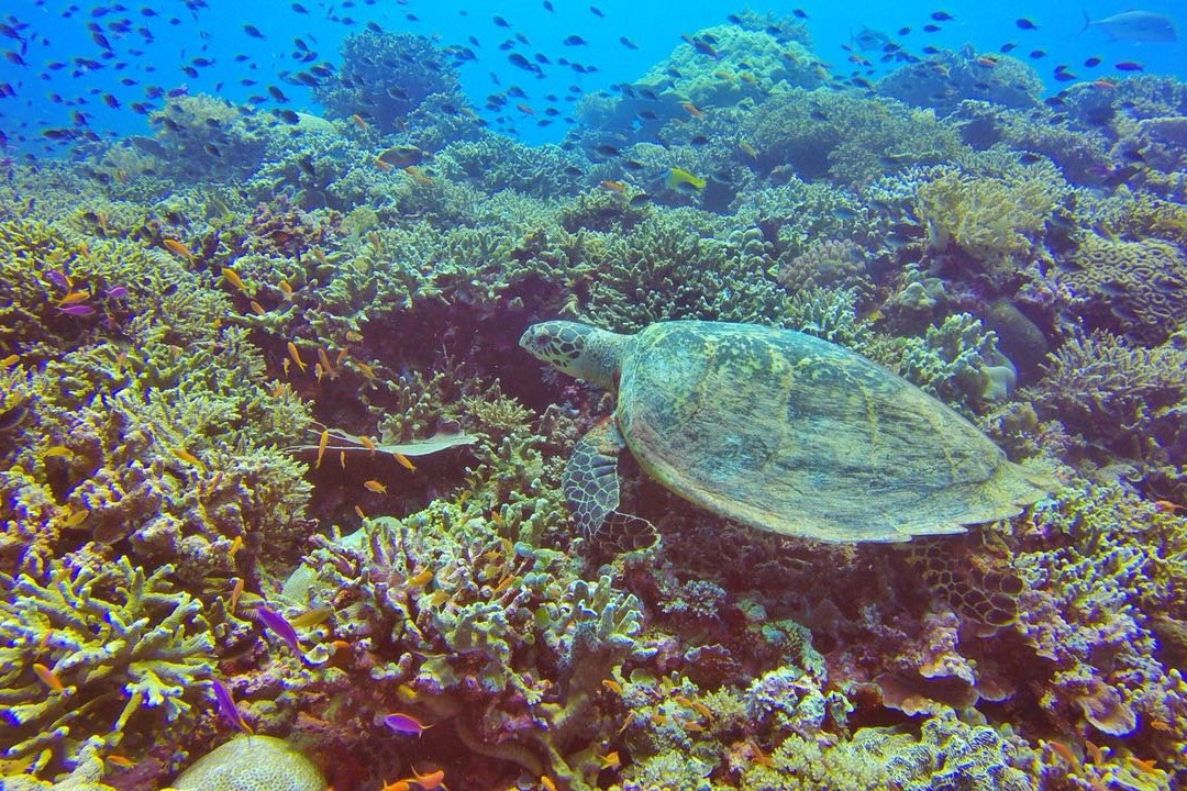 图巴塔哈礁层自然公园景点图片