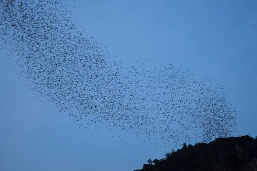 Phu Pha Man Bats Cave景点图片