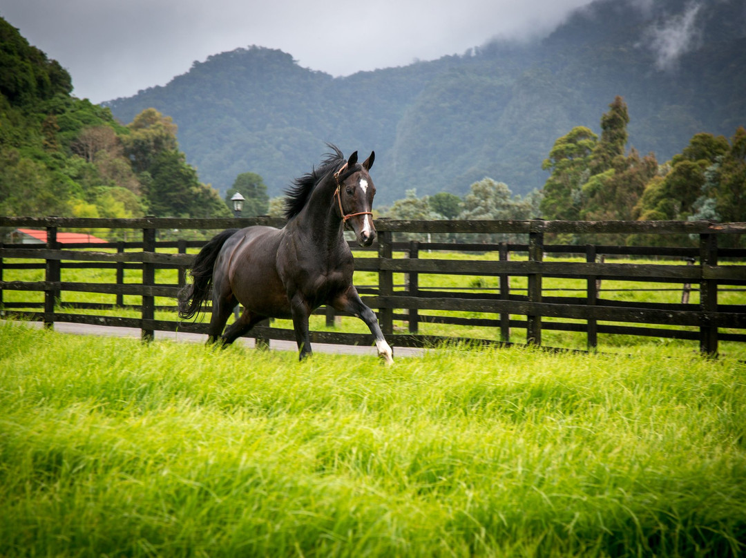 Haras Cerro Punta景点图片