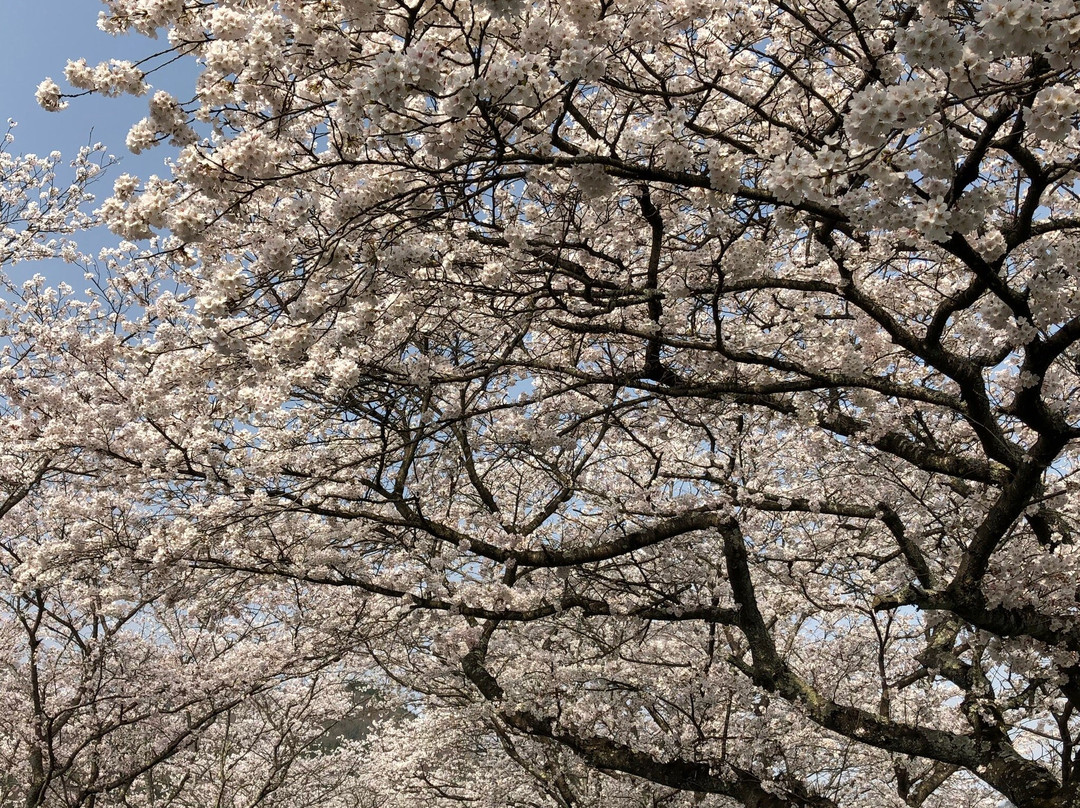 Kuse Sakura Tunnel-真庭市必去景点