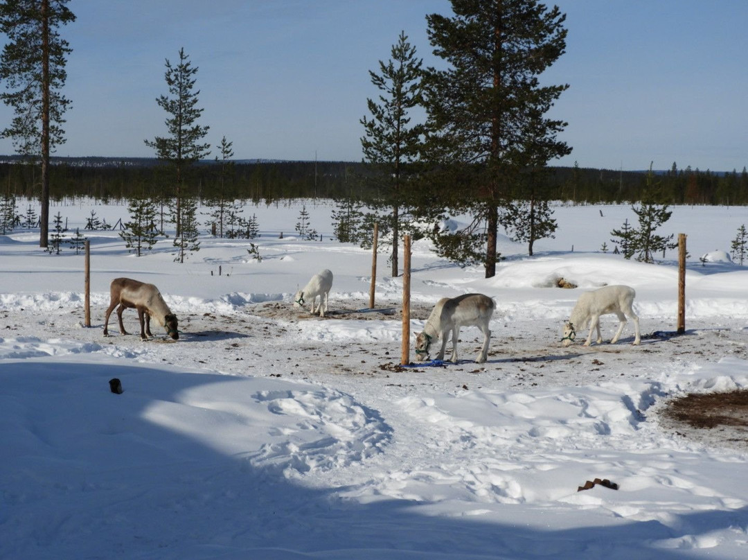 Orbas Reindeer Farm景点图片