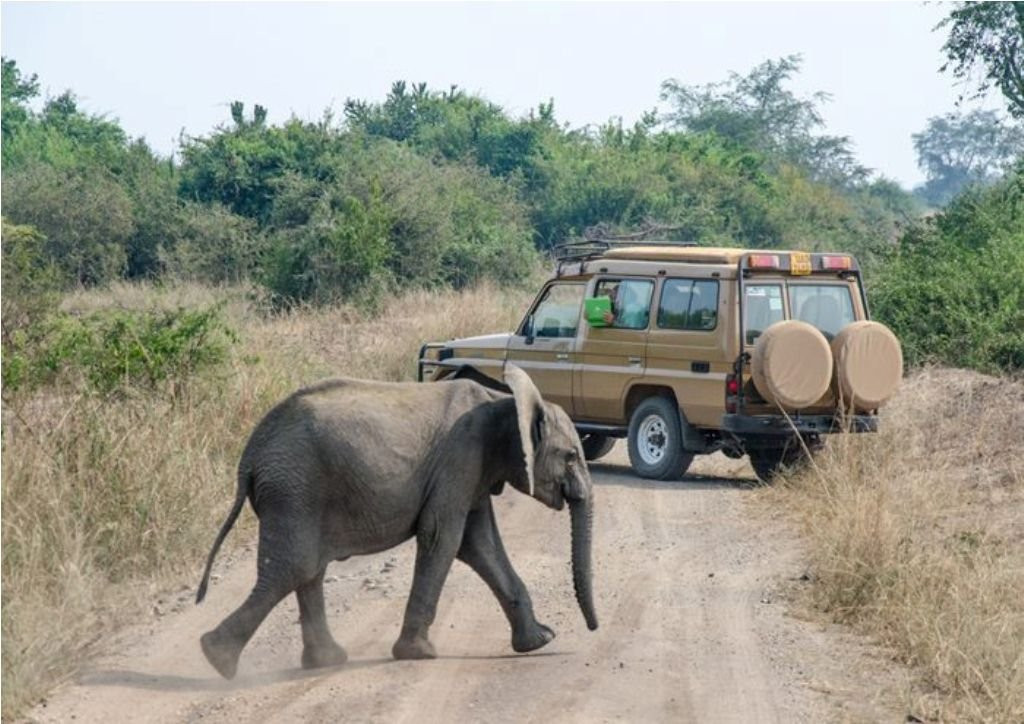 Pamoja Safaris-恩德培必去景点