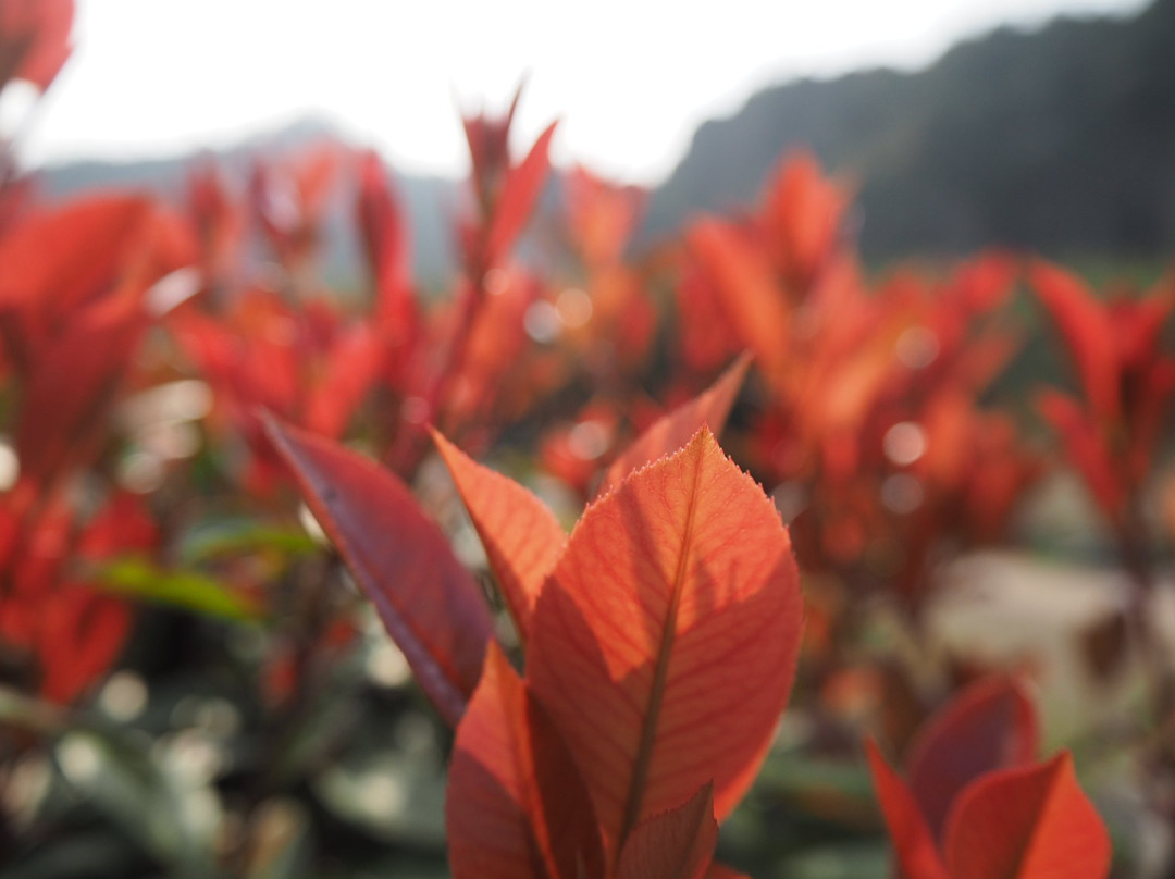 丽水仙都风景区景点图片