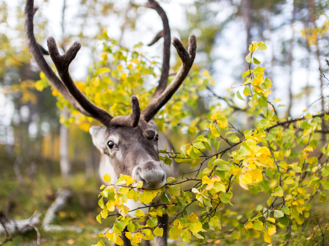 Inari Reindeer Farm景点图片
