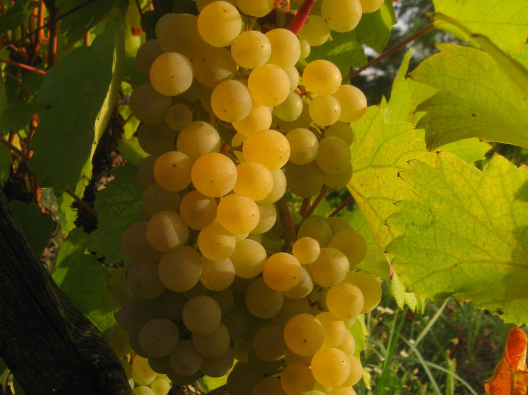 Paulay Winehouse主图