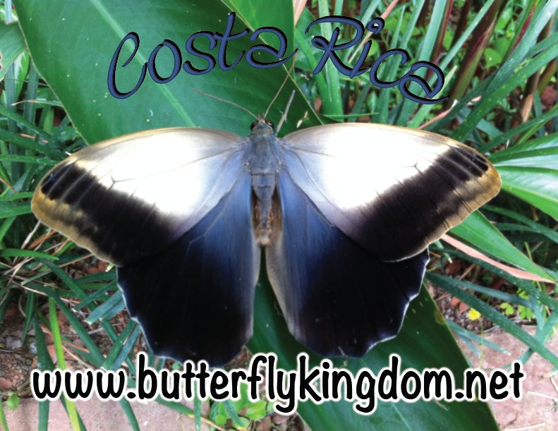 Butterfly Kingdom景点图片
