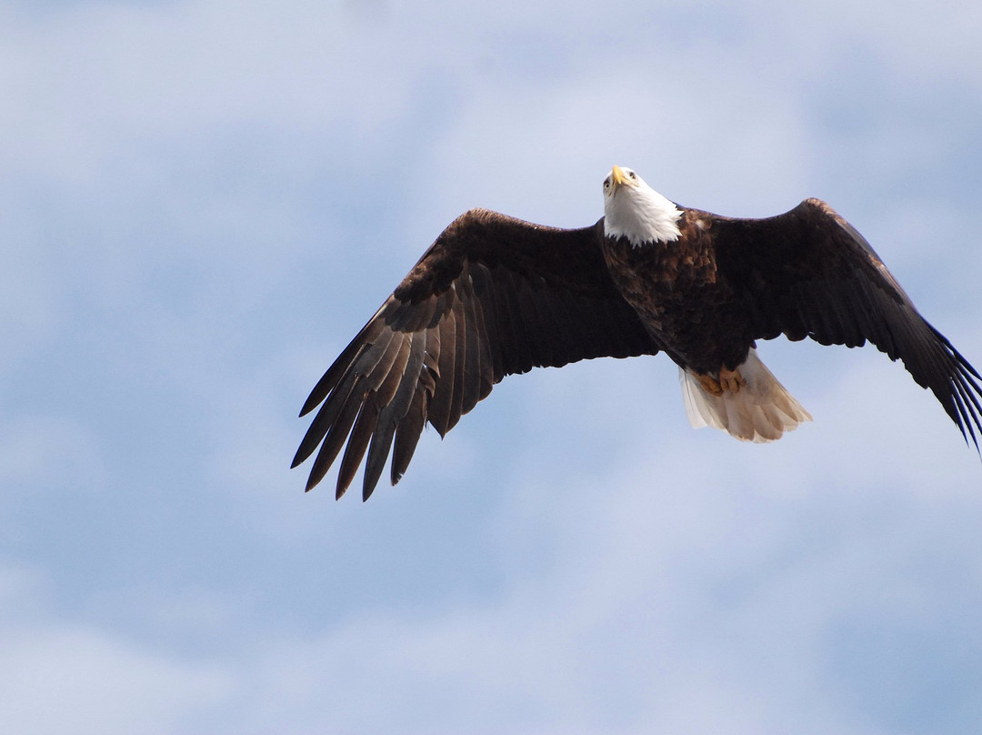 Pearl of the Lake Paddleboat-Lake City必去景点