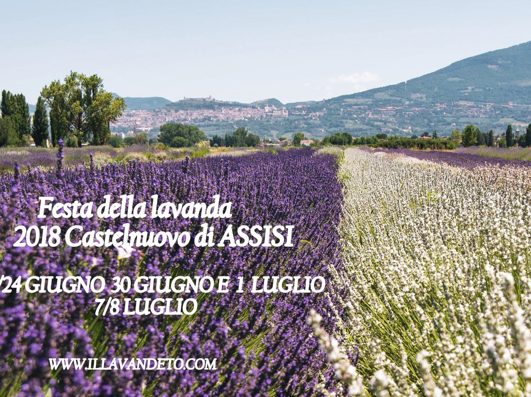 Il Lavandeto di Assisi giardino e vivaio景点图片