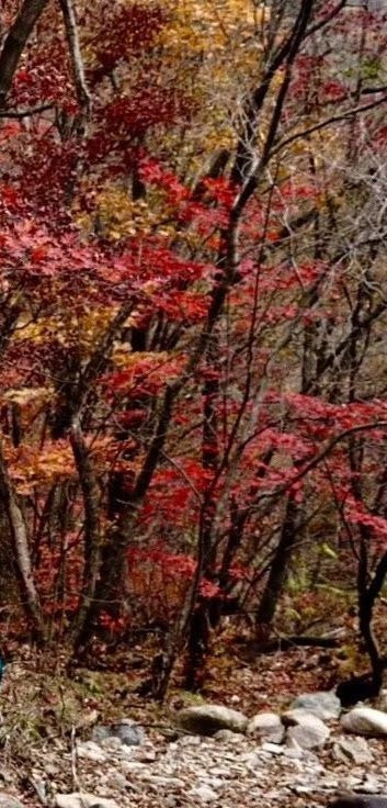 蒲石河森林公园-凤城市必去景点