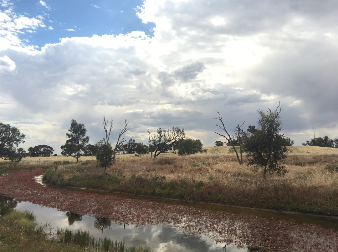 Minyip Wetlands-Minyip必去景点