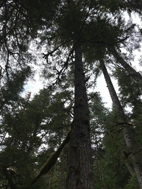 Petroglyph Galley-Bella Coola必去景点