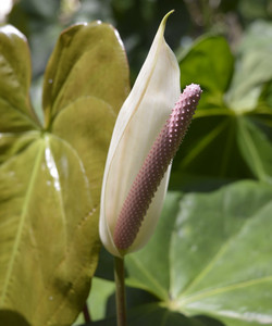 Kot Man-Ya Exotic Flower Garden景点门票图片