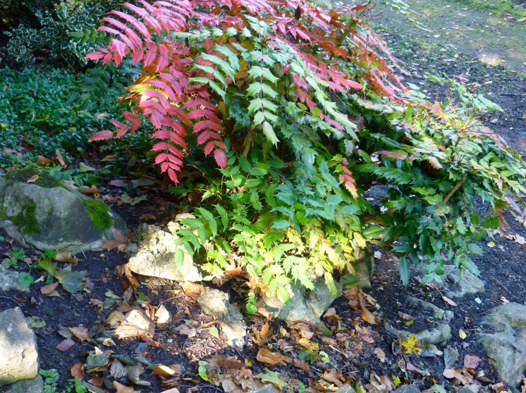 Platt Fields Park-曼彻斯特必去景点
