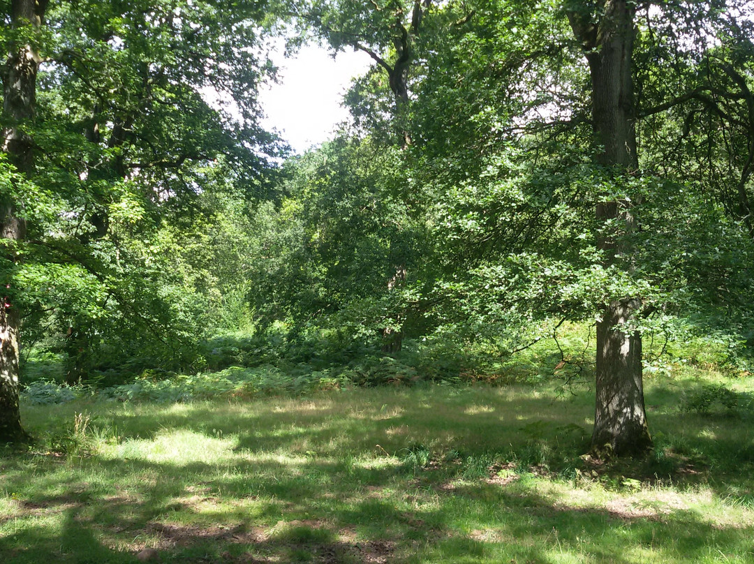 Wenchford Picnic Site景点图片