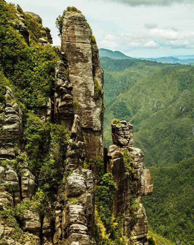 Kauaeranga Kauri Trail (Pinnacles Walk)景点图片