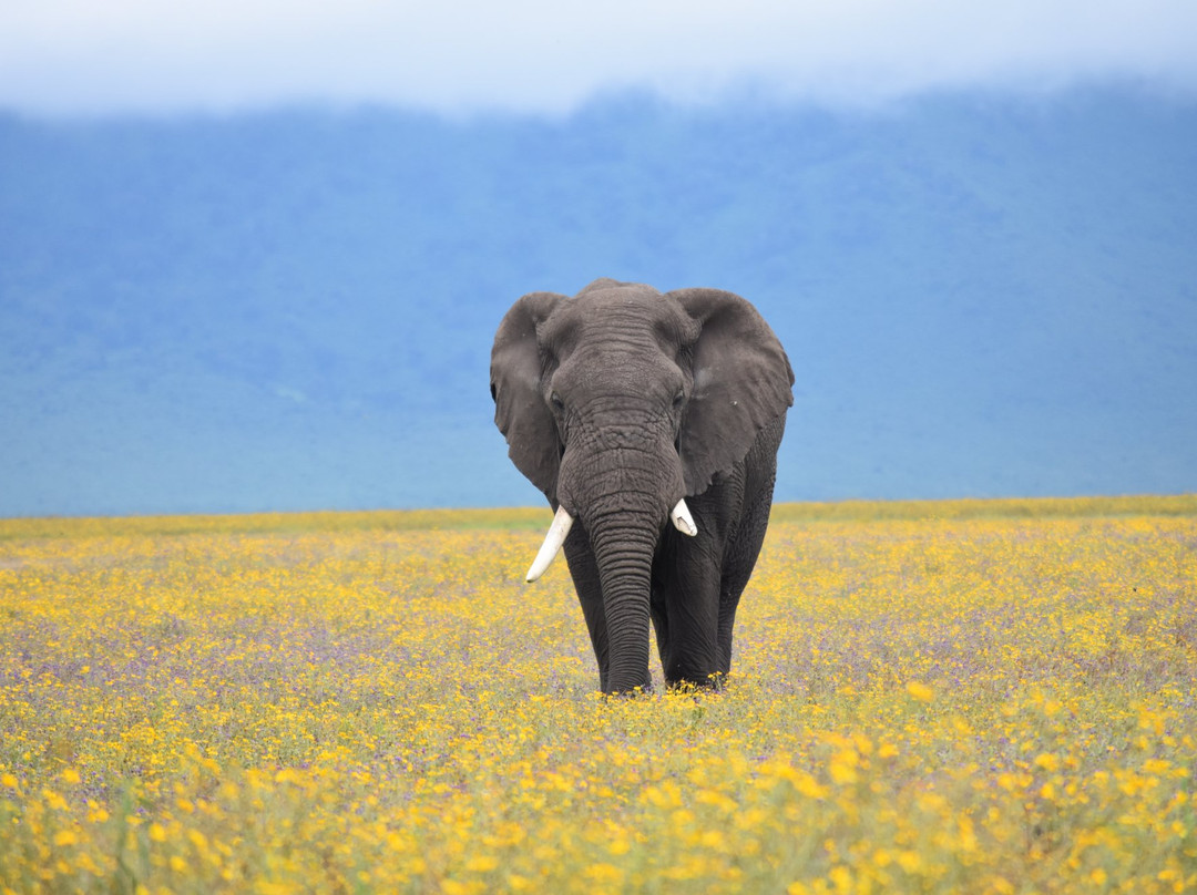 Guruguru Safaris-阿鲁沙必去景点