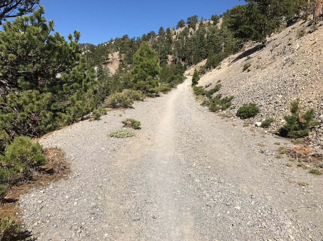 Bristlecone Trail-Mount Charleston必去景点