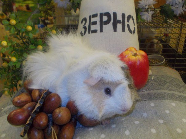 Domik v Derevne-Murmashi必去景点