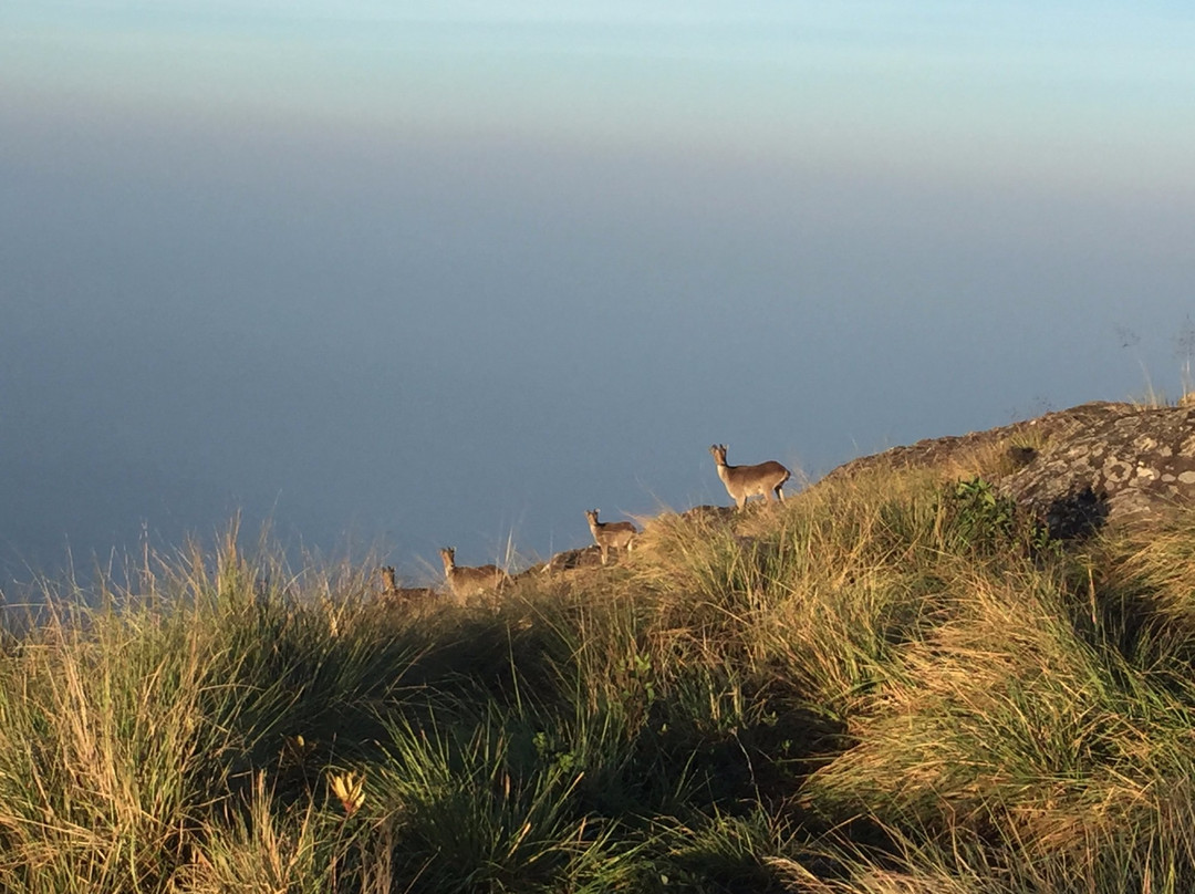 Chokramudi Peak-慕那尔必去景点