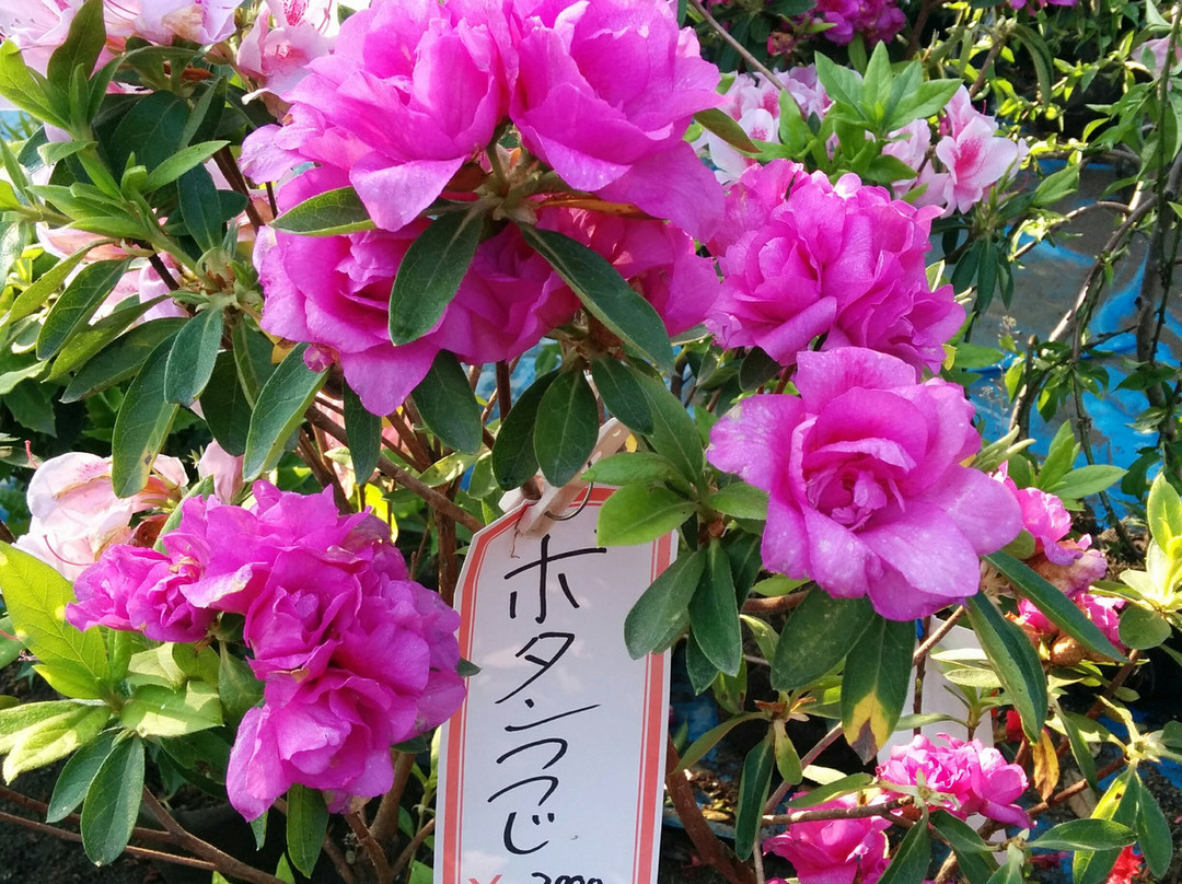 Kambashira Park-都城市必去景点