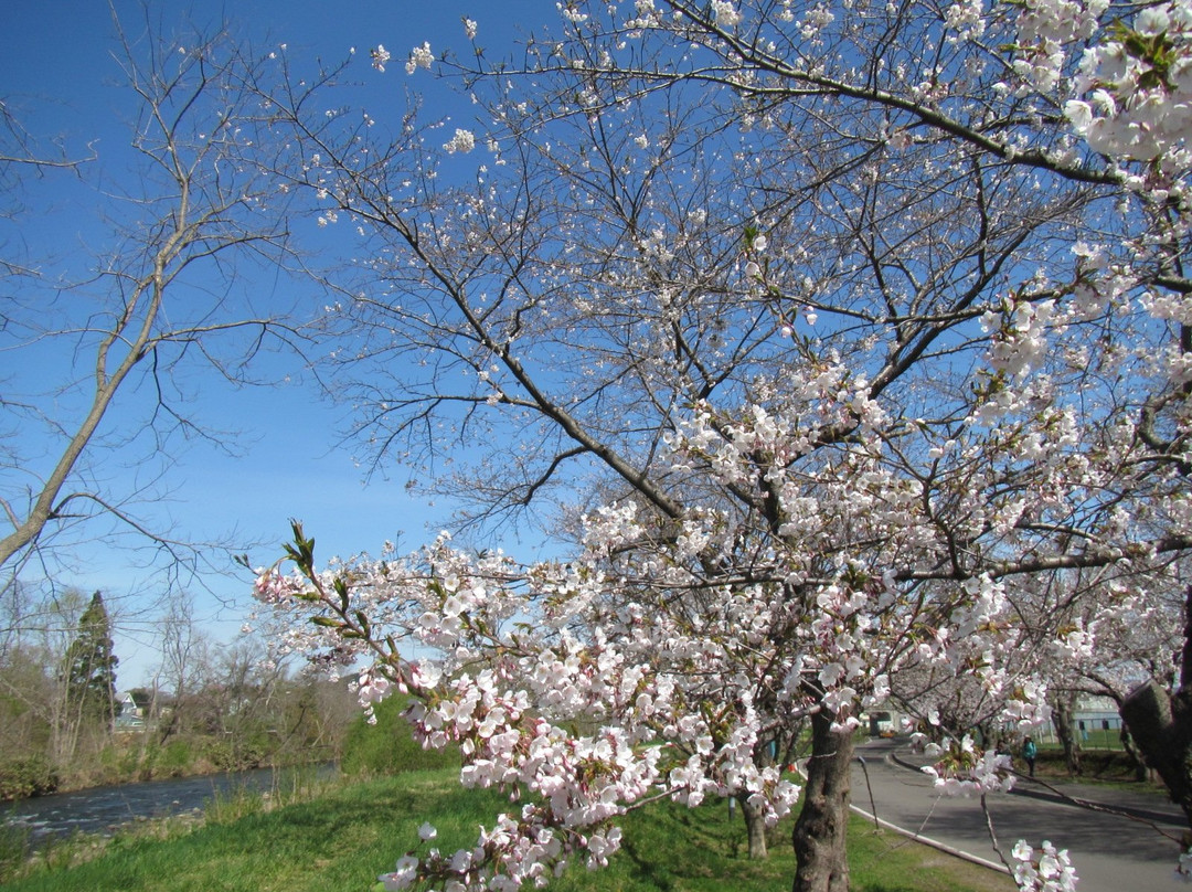 Ono River Cherry Blossom Avenue-北斗市必去景点