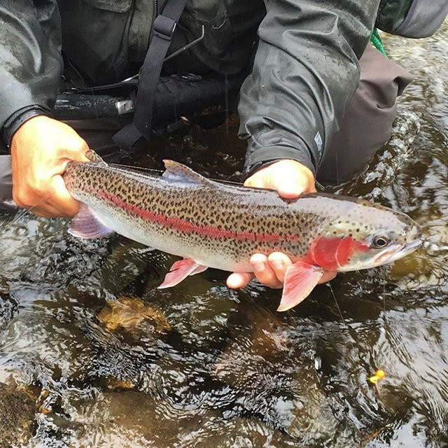 Talkeetna Wilderness River Fishing Guides景点图片