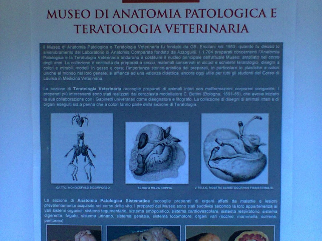 Collezione di Anatomia Patologica e Teratologia Veterinaria "Alessandrini - Ercolani"景点图片