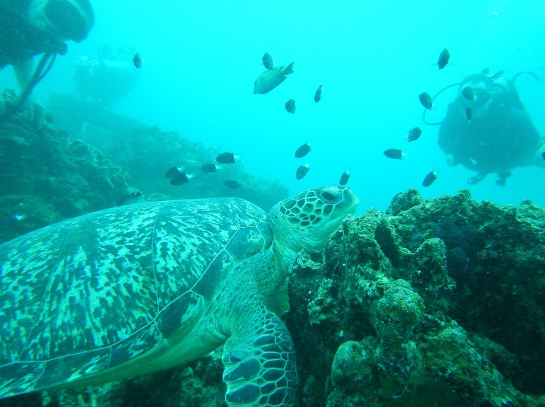 Blue Coral Diving-Senggigi必去景点