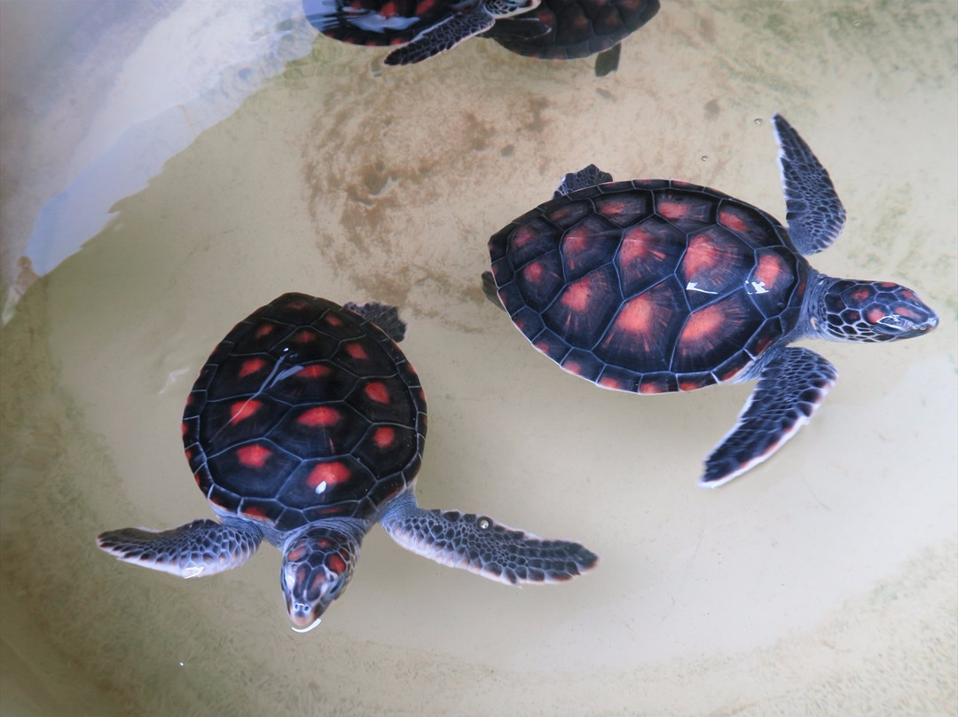 Club Noah Hahajima-小笠原村必去景点