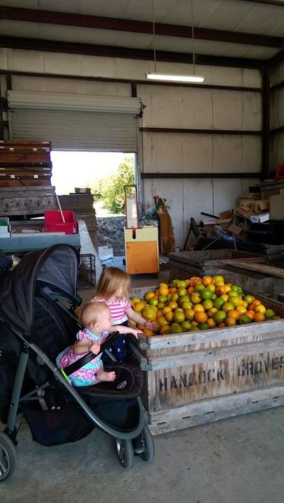 Hancock Groves-Dade City必去景点