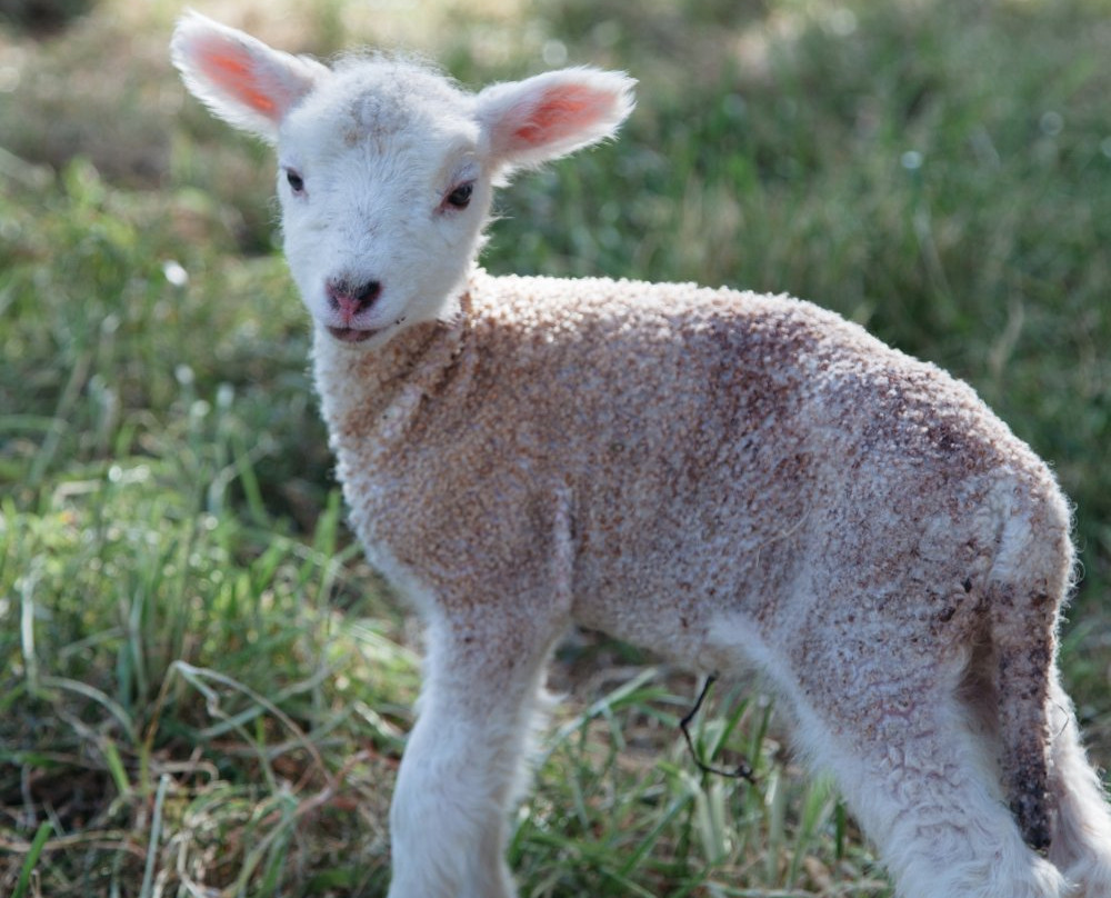 Winebus Winery Tours-墨尔本必去景点