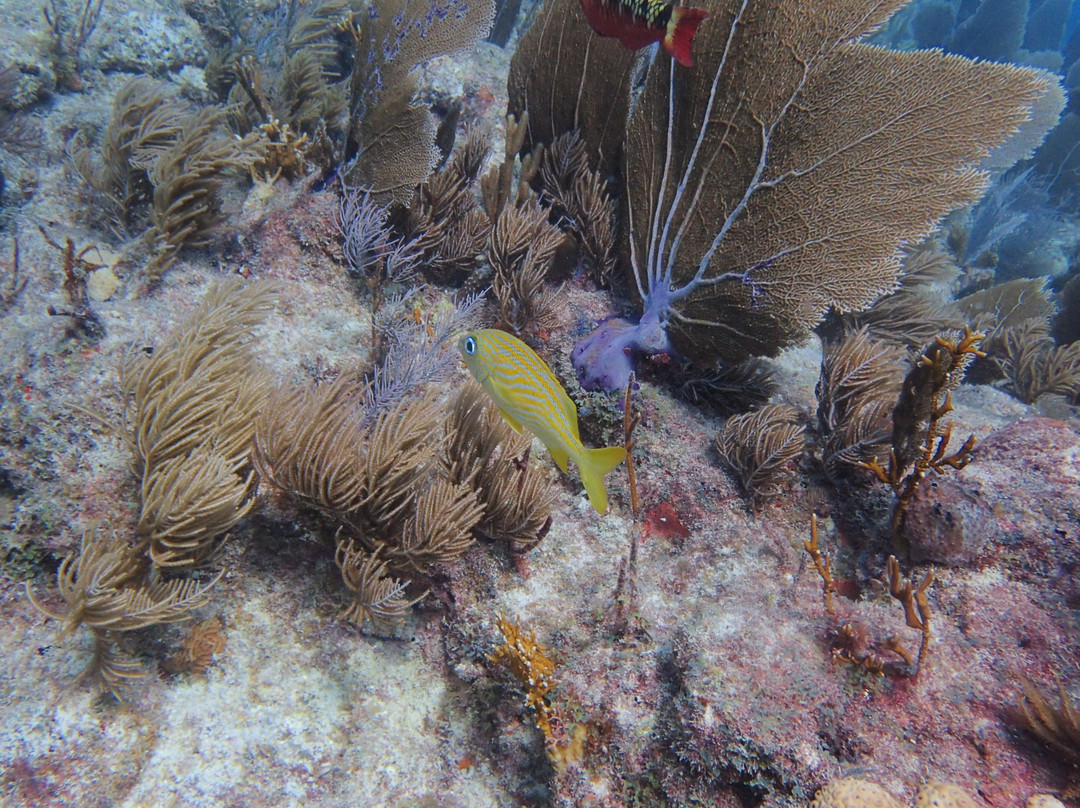 Carysfort Reef Lighthouse reef-拉哥岛必去景点