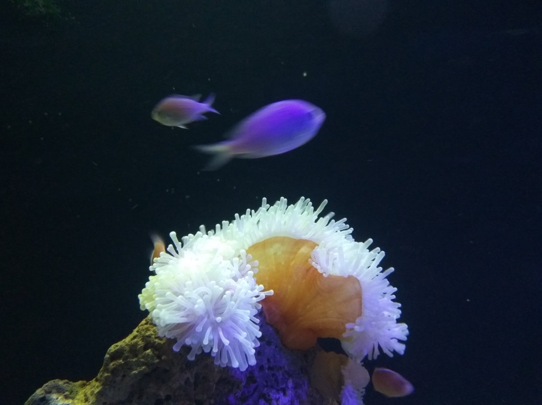 Varkala Aquarium-瓦卡拉必去景点