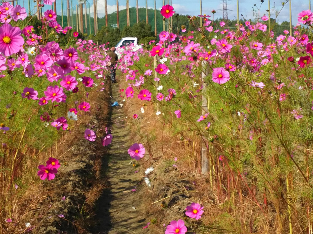 Hotani Kosumosu no Sato-枚方市必去景点