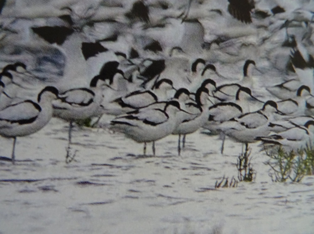 Vogelreservaat Polder IJdoorn景点图片