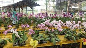 Kampung Anggrek-谏义里必去景点