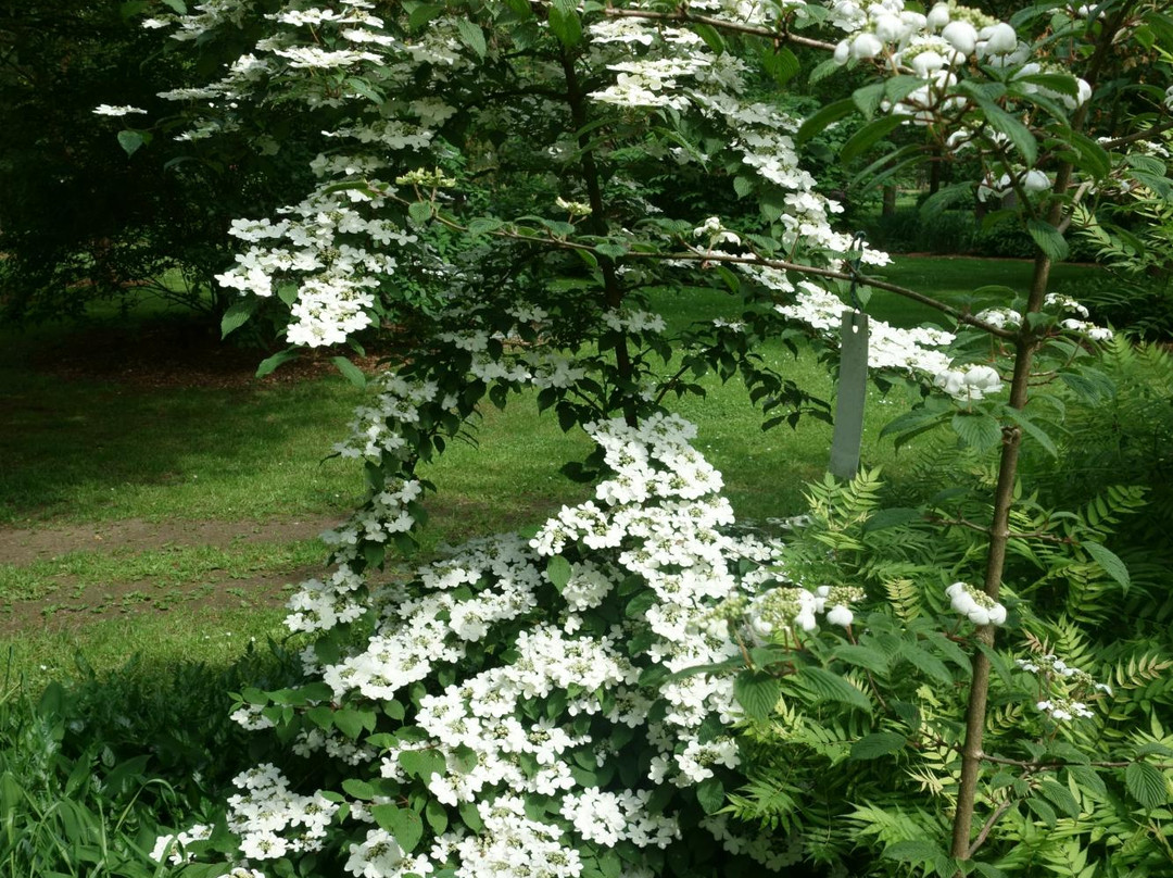 Aboretum Grenzenlust景点图片