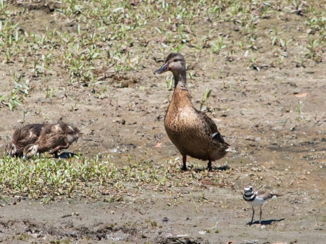 Contra Loma Regional Park-安条克必去景点