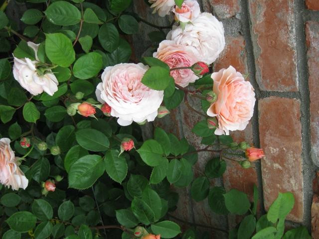 Upton Oaks Garden-Rapaura必去景点