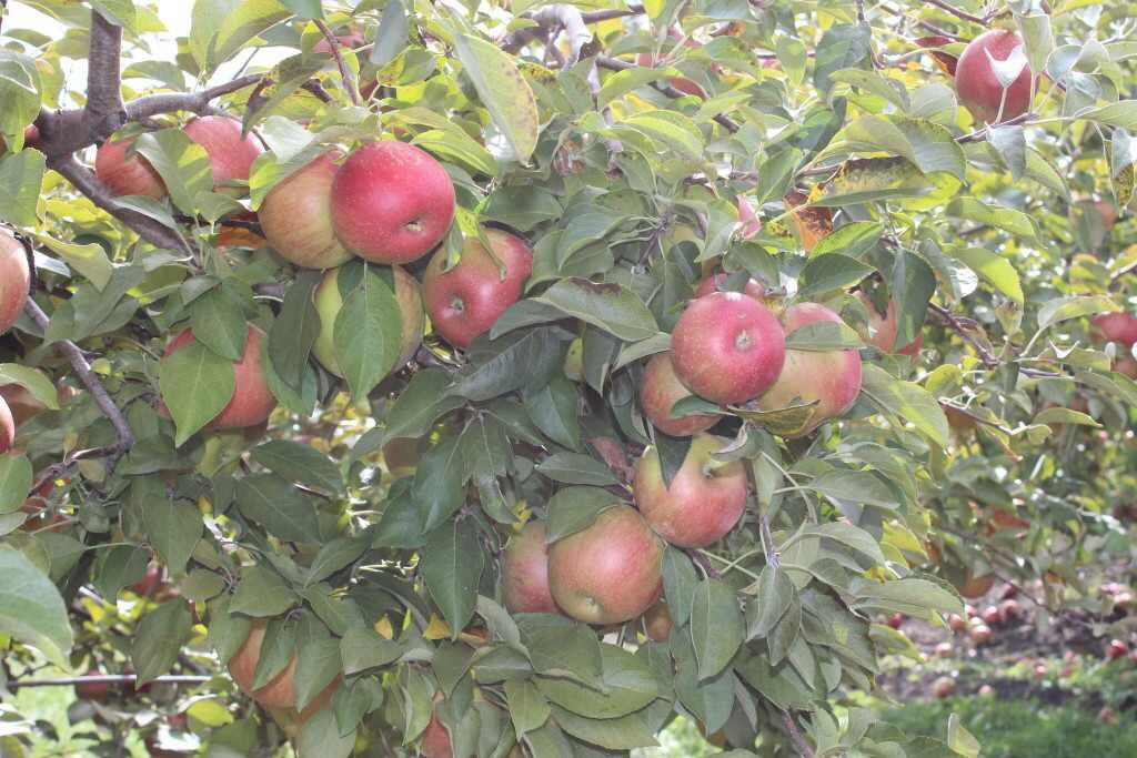 Minnesota Harvest-Jordan必去景点